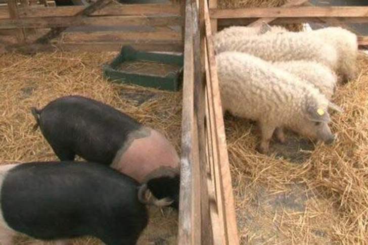 Lege pentru acordarea de ajutoare de stat fermelor de porci Bazna și Mangalița