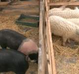Lege pentru acordarea de ajutoare de stat fermelor de porci Bazna și Mangalița
