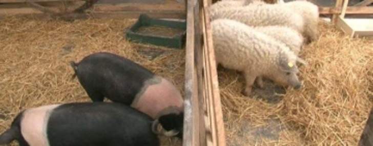 Lege pentru acordarea de ajutoare de stat fermelor de porci Bazna și Mangalița