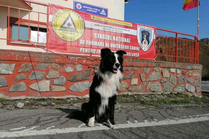 Sergiu și Carp, unitatea canină a Salvamont Prahova, se specializează în Munții Făgăraș