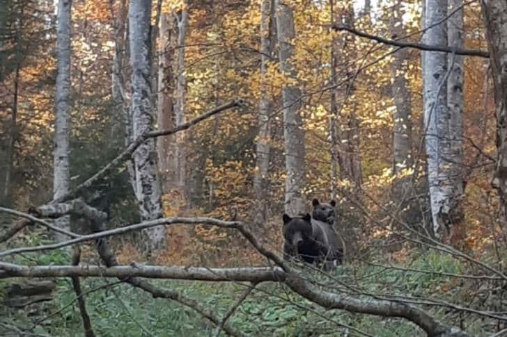 Doi turiști au abandonat un rucsac pe un traseu montan, ca să scape de o ursoaică