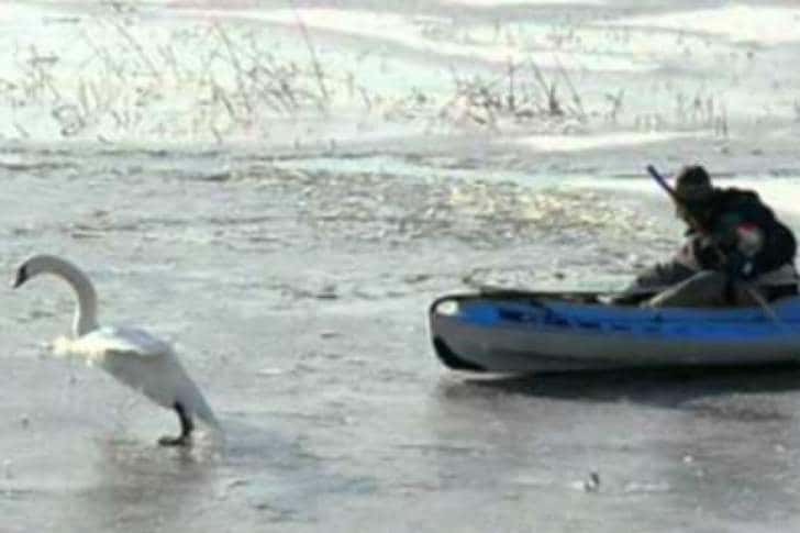 Lebădă blocată în gheață, salvată de pompieri