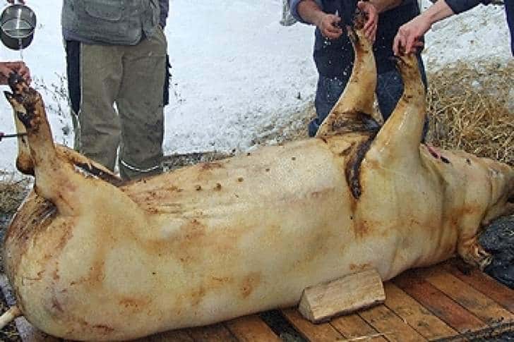 Nouă prahoveni din Șirna au mâncat dintr-un porc infestat cu trichinella