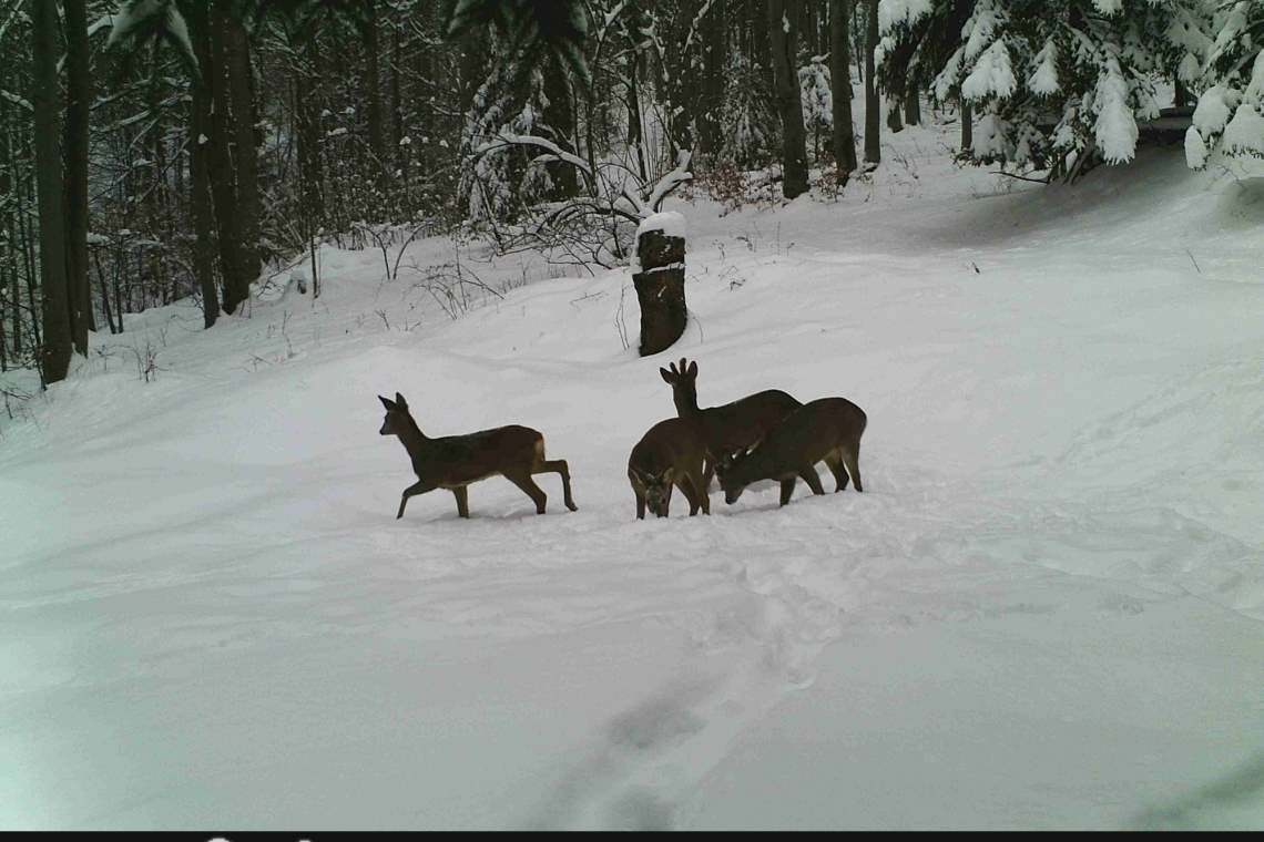 Selfie în sălbăticie: imagini rare surprinse în Parcul Natural Bucegi