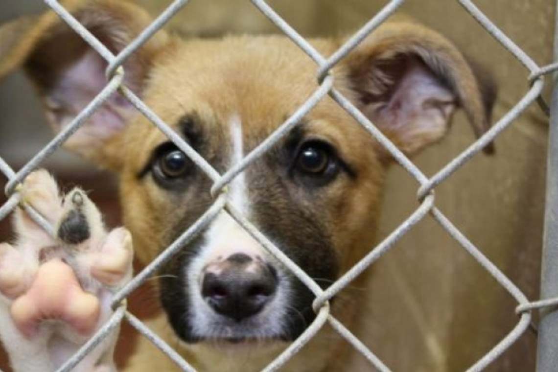 Asociațiile pentru protecția animalelor pot adopta lunar 20 de câini din adăposturile publice