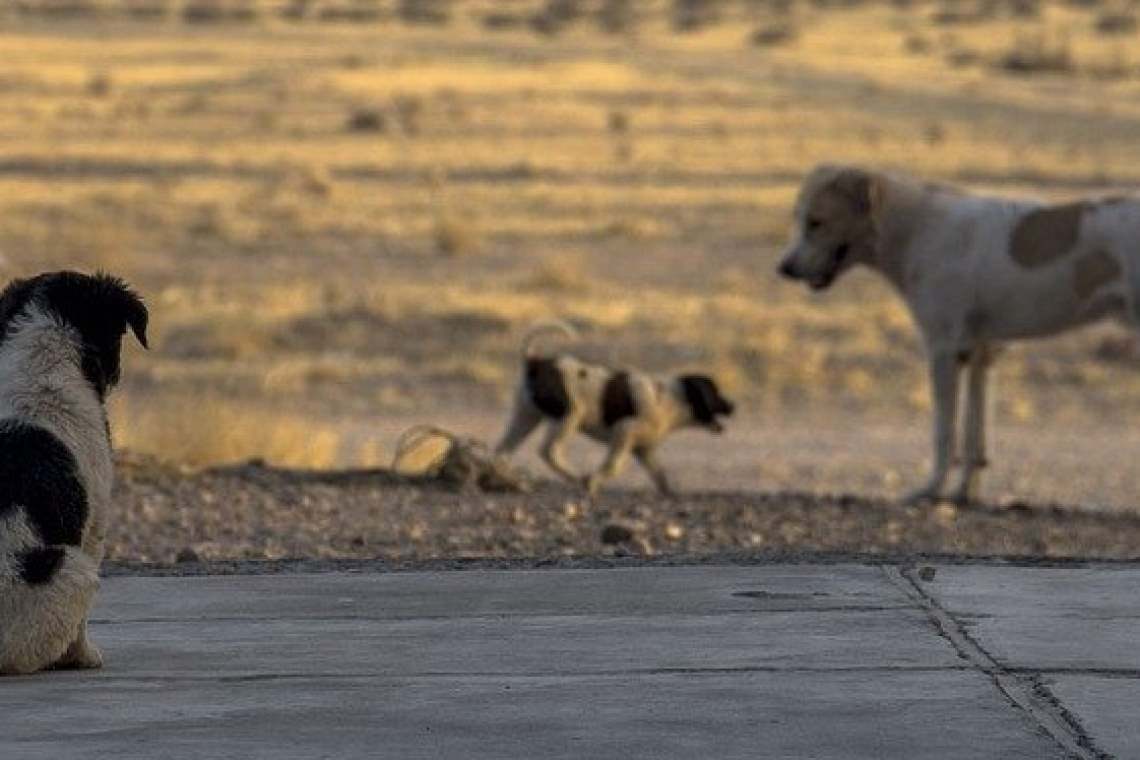 Câinii maidanezi din Slănic, adunați ilegal de pe străzi