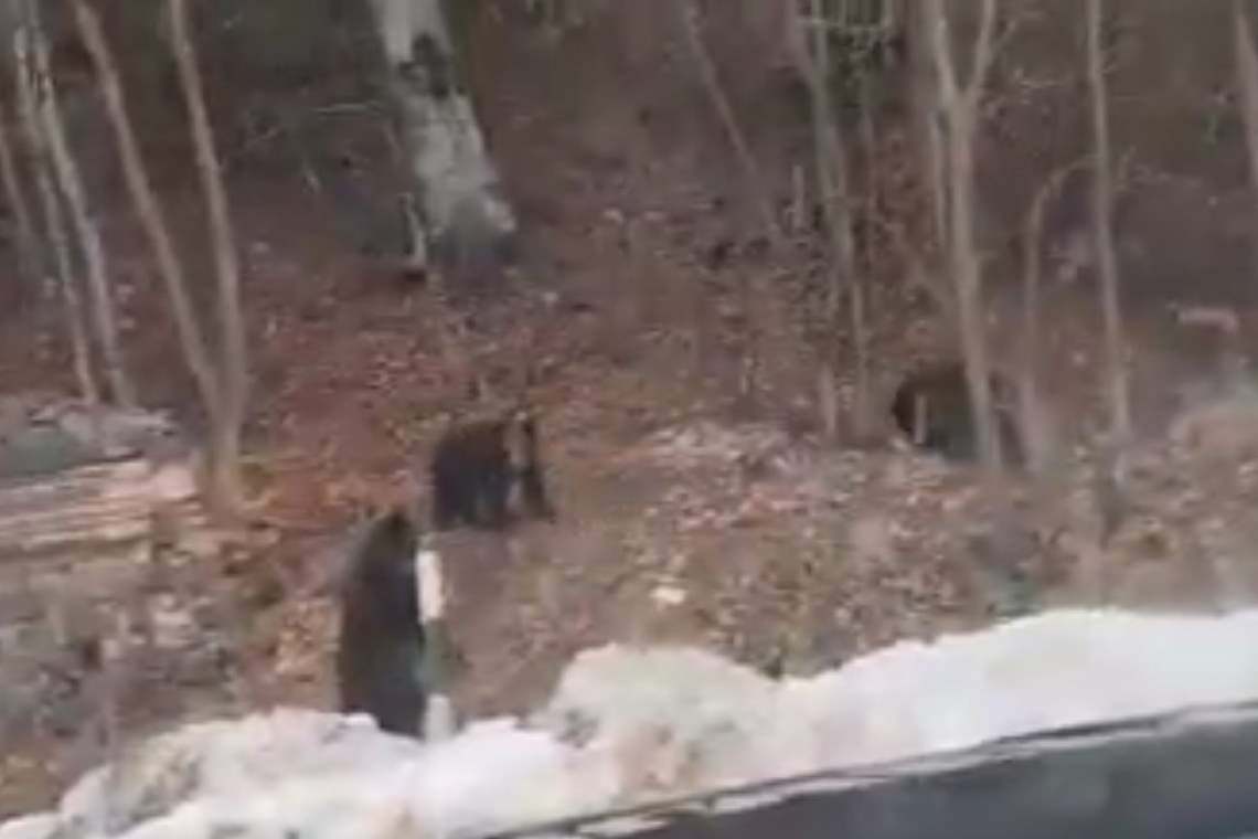 Video: Trei urși, îndepărtați de jandarmi de la Cota 1400 din Sinaia