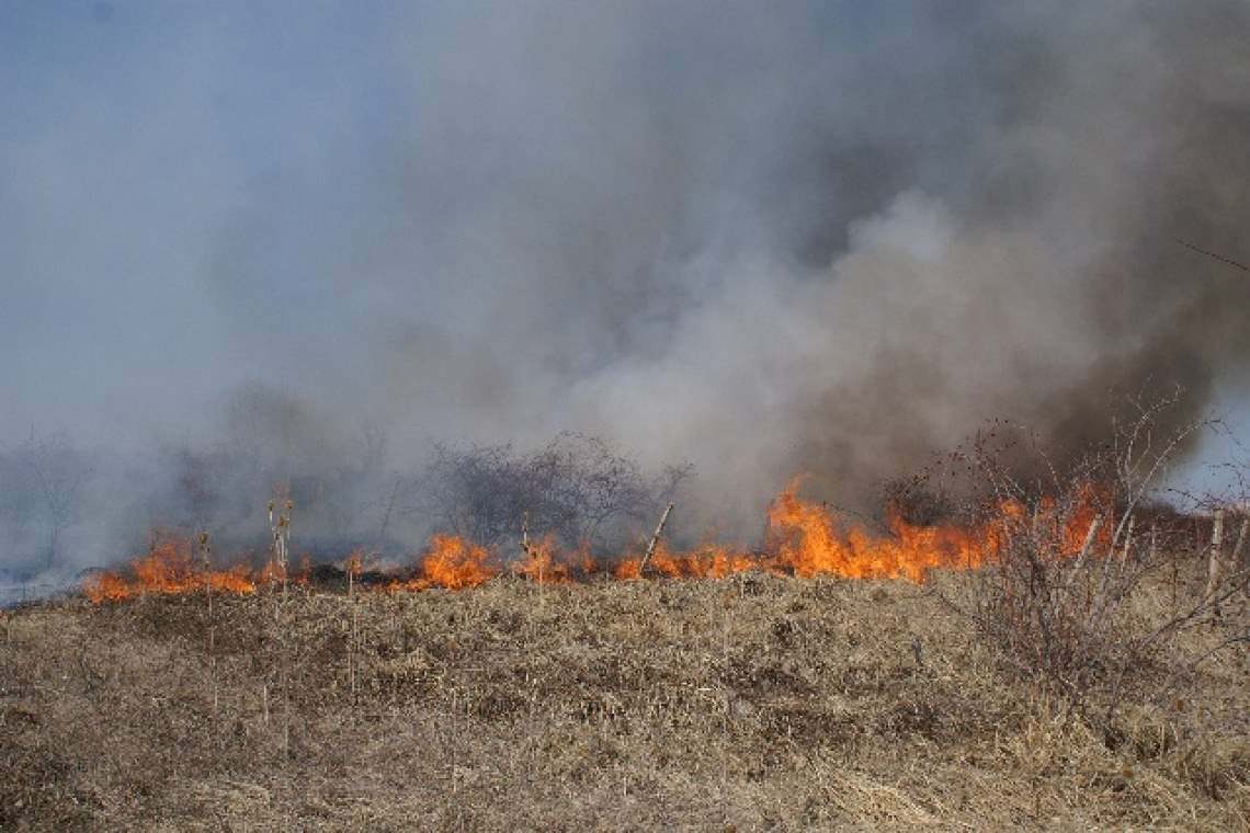 Viță-de-vie cuprinsă de flăcări, la Urlați