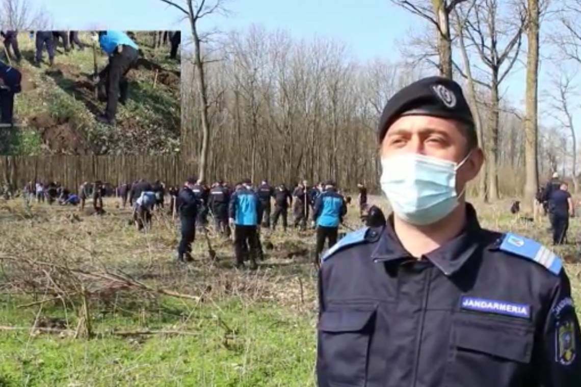 171 de stejari - plantați la Balta Doamnei, la 171 de ani de la înființarea Jandarmeriei Române
