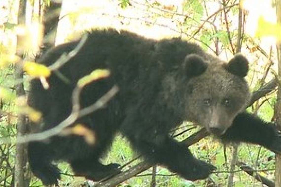 Un urs prins într-un gard al unei gospodării din Izvoarele, relocat cu ajutorul jandarmilor