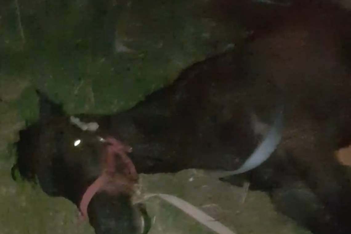 Cazul calului lăsat să moară pe câmp, la Lipănești, este în atenția Poliției pentru Protecția Animalelor