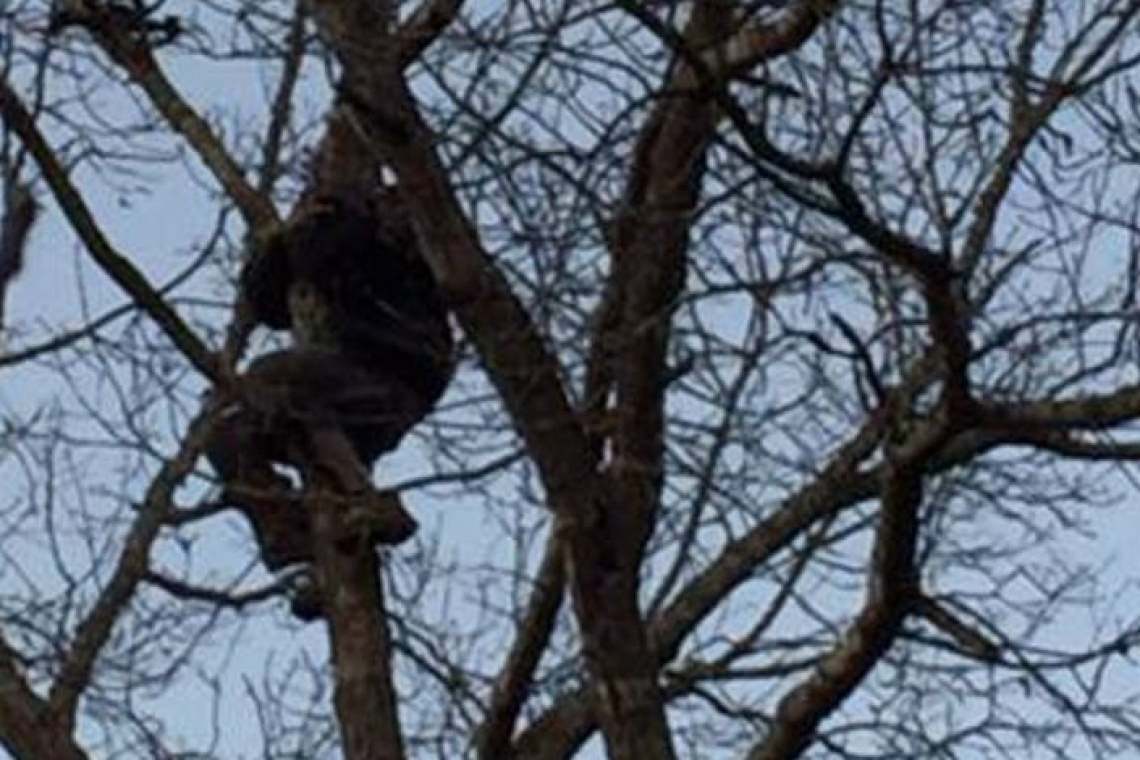 Ce mai coboară pompierii și polițiștii prahoveni din copaci? Bețivi!