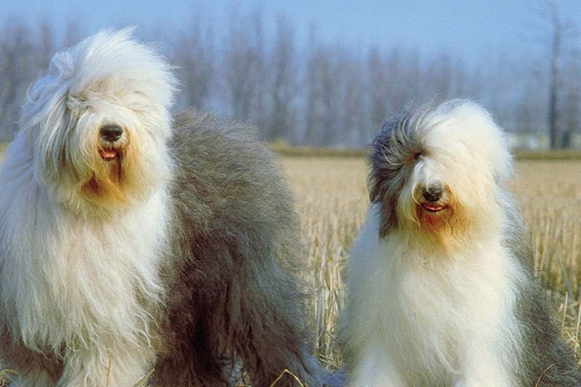 Ciobăneștii englezești, declarați rasă în pericol de dispariție