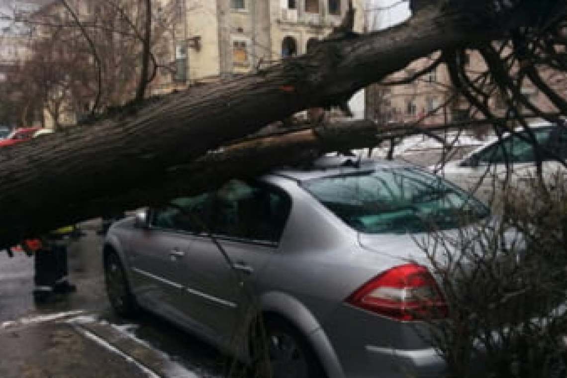 Un copac a căzut peste două mașini parcate în Parcul Industrial Ploiești 