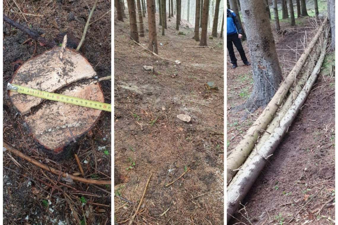 Prins de jandarmi în timp ce tăia ilegal arbori, la Schiulești