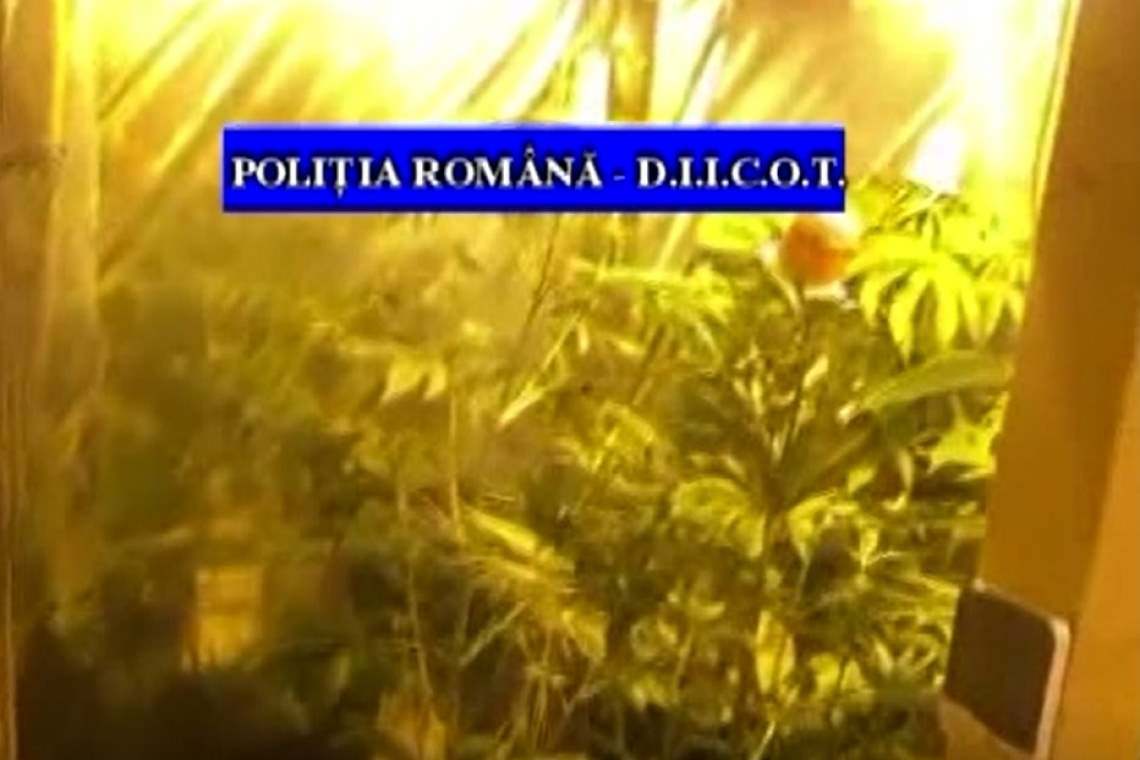 Cannabis cultivat în Satu Mare, comercializat în Prahova. Un bărbat a fost reținut