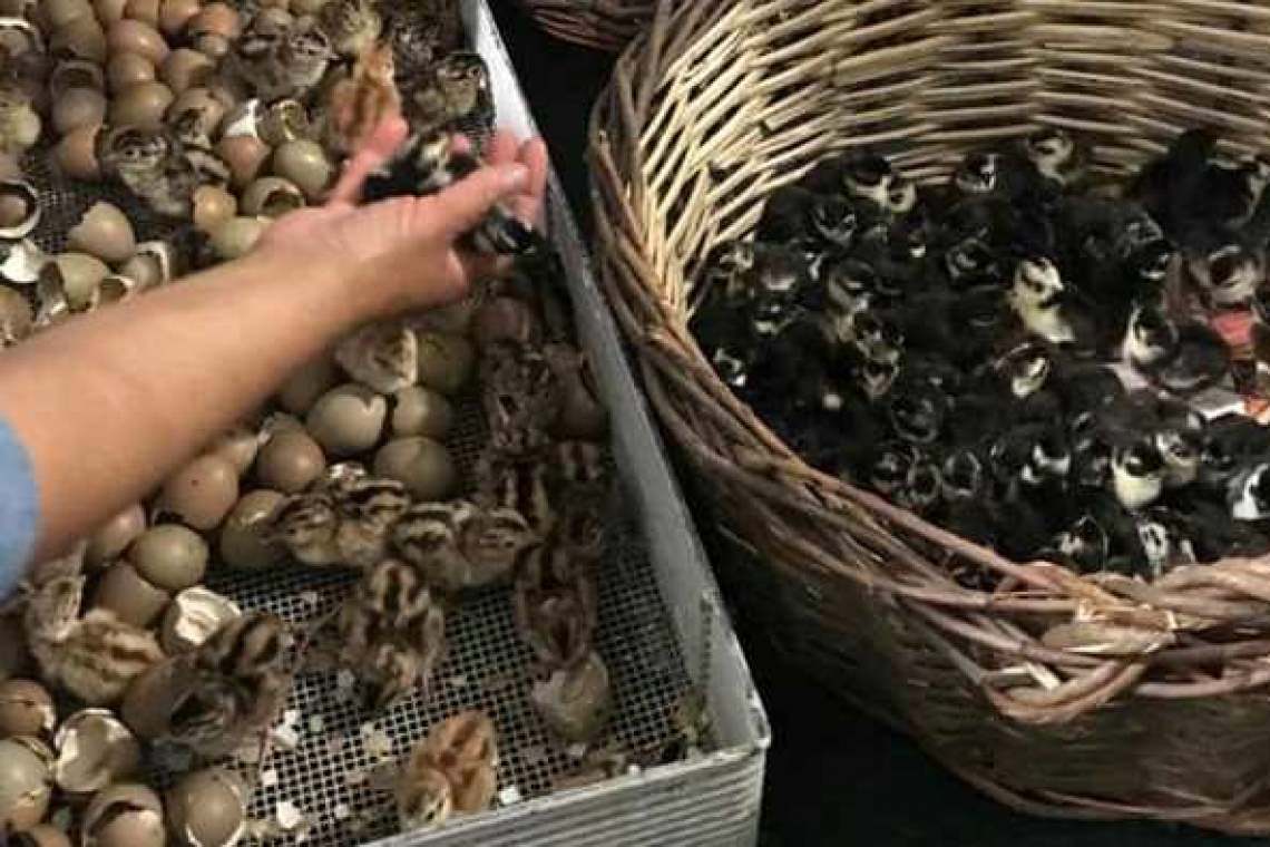 Fazaneria de la Gherghița are o nouă generație de pui, abia ieșiți din ou