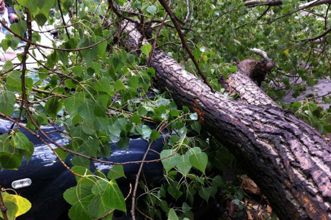 Un copac a căzut peste o mașină, pe strada Andrei Mureșanu, din Ploiești