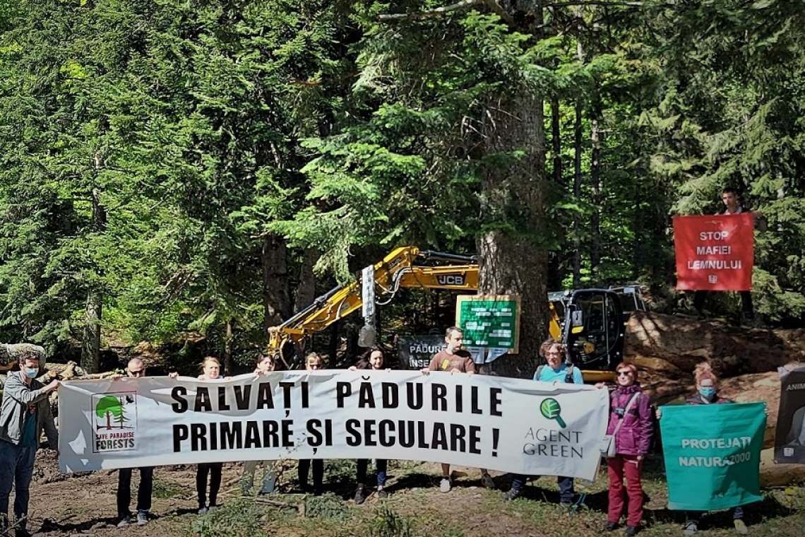 Dispută între Agent Green și Romsilva pentru o exploatare forestieră de la Bușteni
