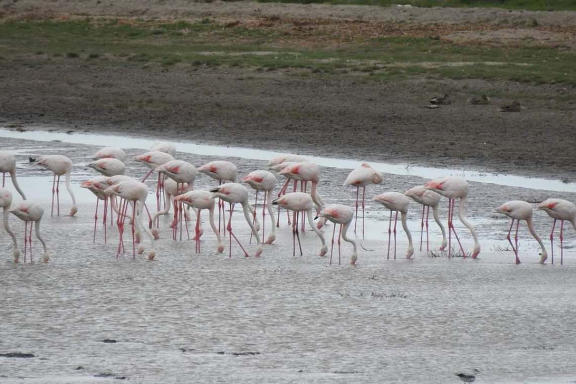 Zeci de flamingo roz în Rezervația Deltei Dunării