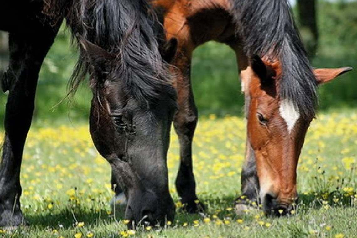 A ajuns în arest după ce a furat doi cai... frumoși!