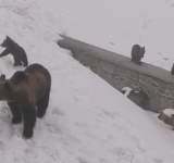 Patru urși, într-o vizită matinală, la Salvamont Bâlea Lac - video