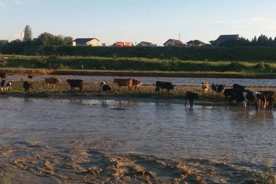 Vacile blocate pe mijlocul Teleajenului încă nu pot fi aduse pe mal/ Video