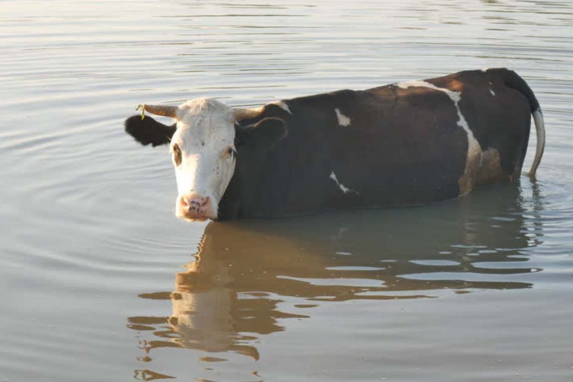 Vaci surprinse de viitură în mijlocul Teleajenului. Pompierii încearcă să le salveze