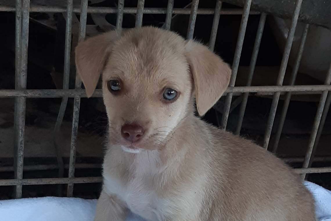 Vrei să adopți un cățel? Află cum îi poți face viața mai bună unui animăluț abandonat!