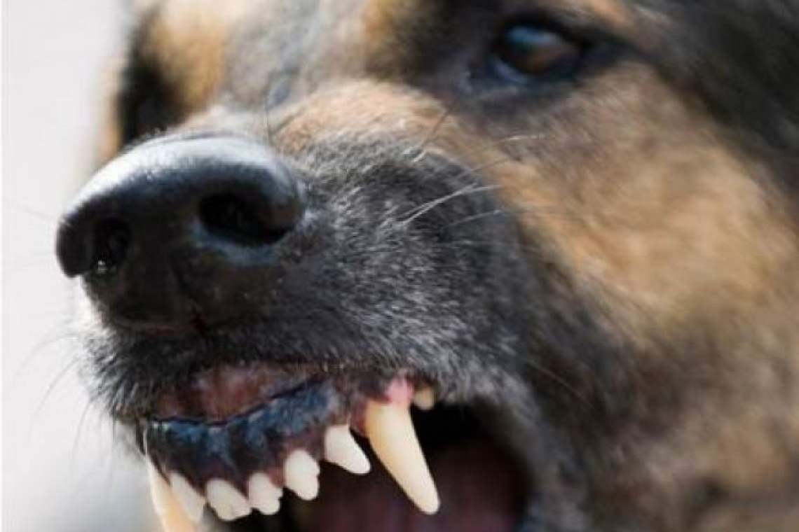 Proprietarul unui câine agresiv, din Măneciu, s-a ales cu dosar penal, după ce animalul a mușcat un vecin