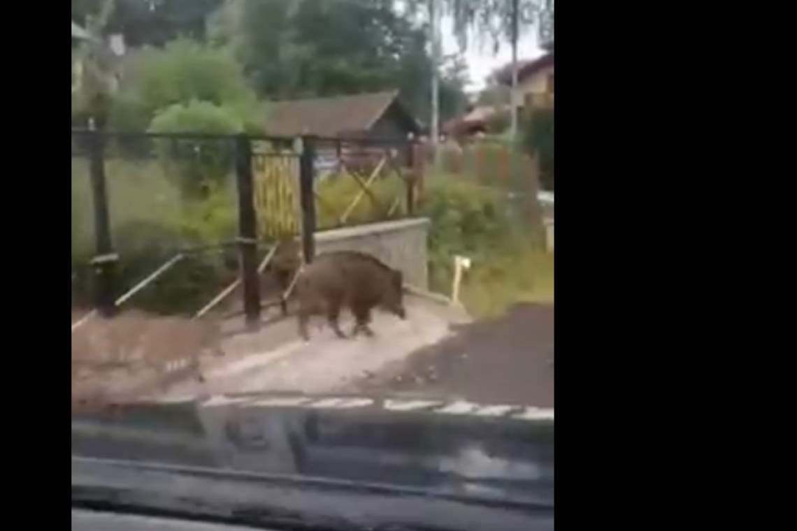 Video/ Mistreți, alungați de jandarmi de pe străzile din Sinaia