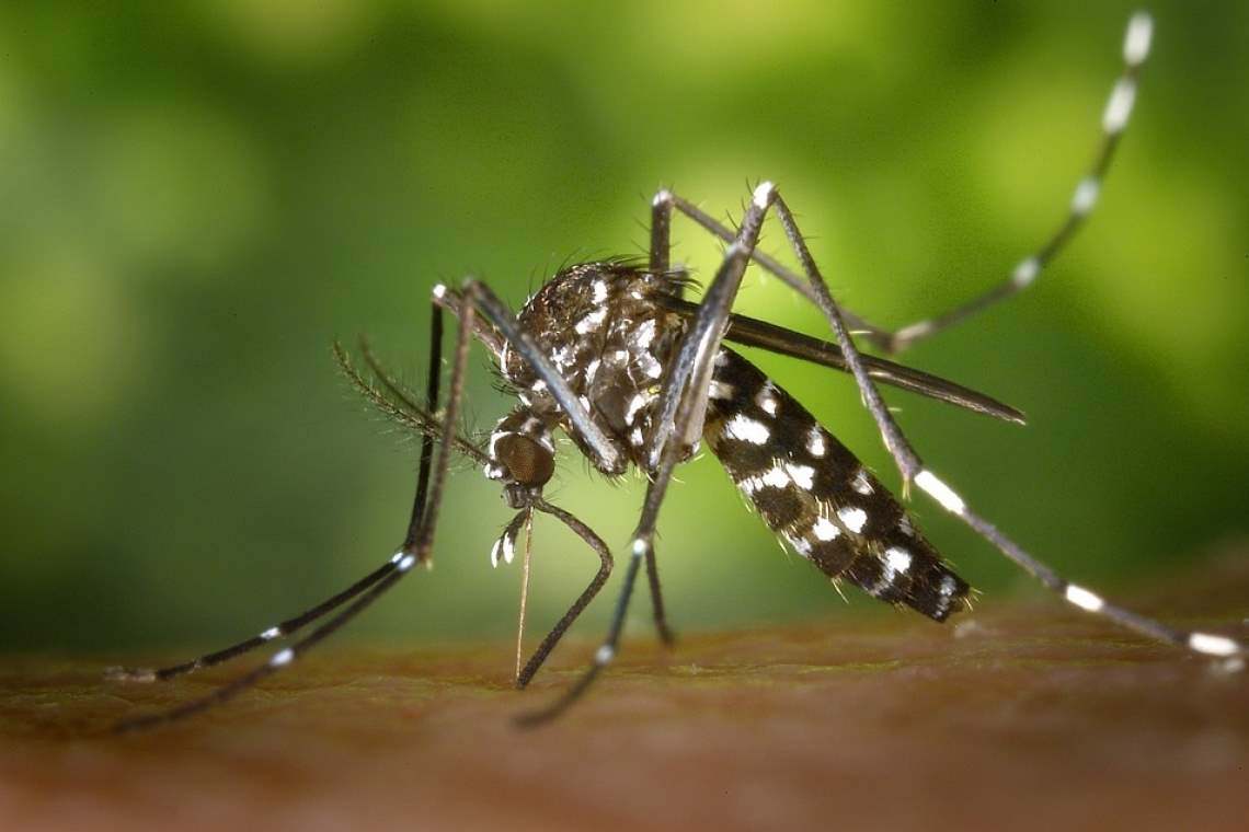 Țânțarii care transmit West Nile mișună în Capitală