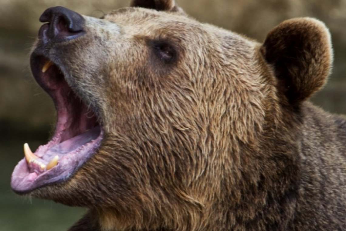 Un urs agresiv a fost împușcat de vânători, la Comarnic