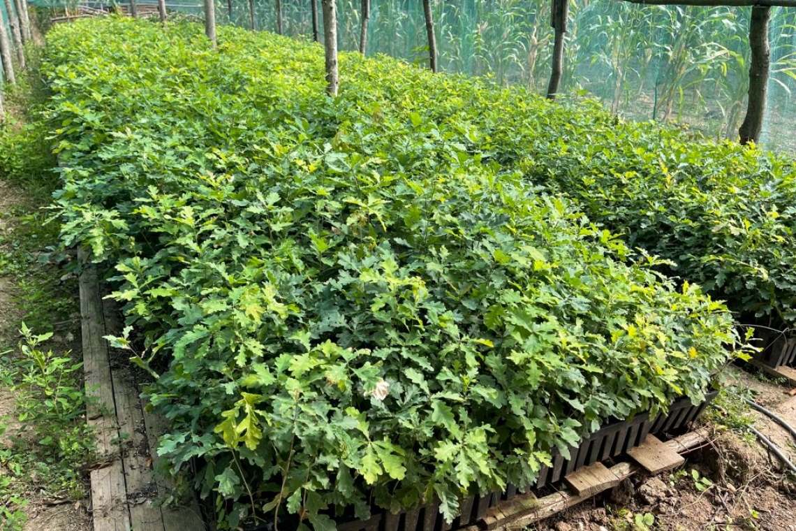 Pădure de stejar în miniatură, stră-stră-strănepoții Codrilor Vlăsiei - la un canton al Ocolului Silvic Ploiești