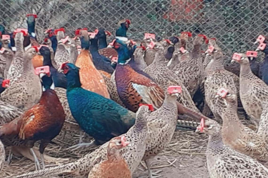 Fazaneria Gherghița, la concursul de Miss și Mister... fazan cu ochelari!