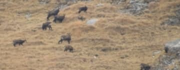 Video/Imagini de o frumusețe rară: dispută între doi masculi de capră neagră, pe culmile abrupte din Bucegi