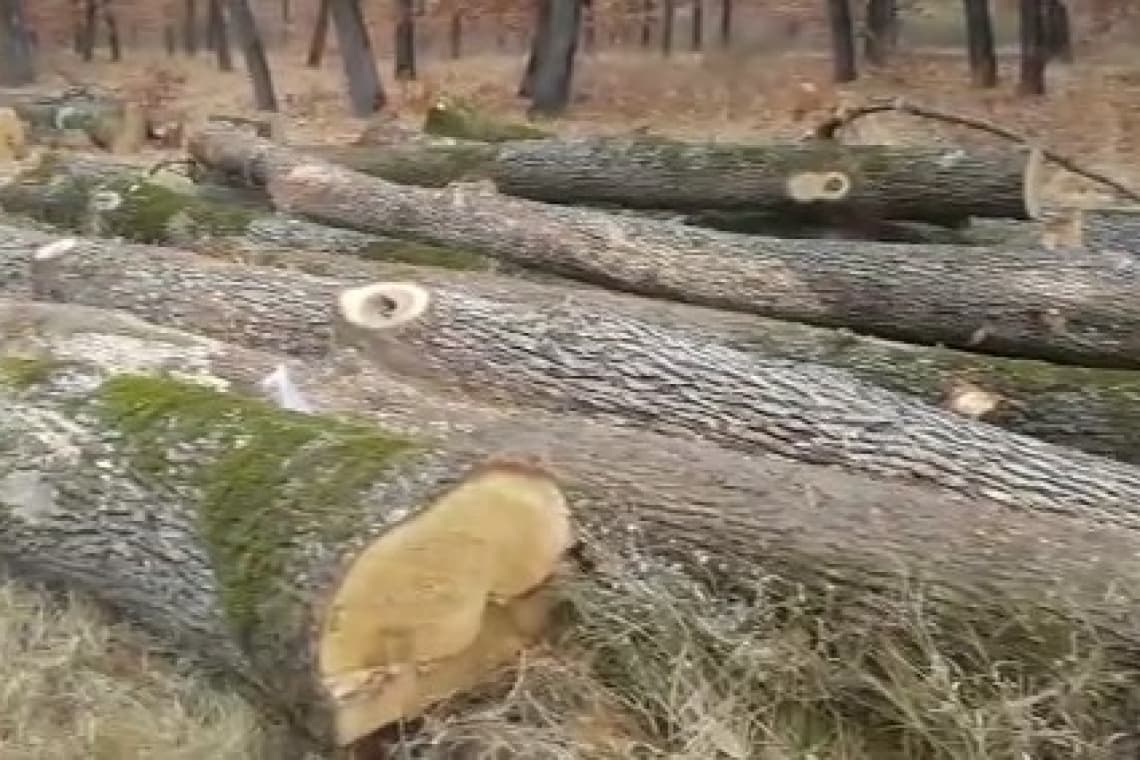 Patronul unei firme de exploatare forestieră din Prahova, cercetat pentru tăierea ilegală a sute de arbori
