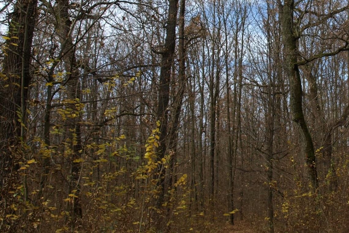 Un bărbat a fost bătut de doi tineri din Dumbrăvești, în pădurea de la Plopeni. Aceștia ar fi fost surprinși în timp ce tăiau ilegal arbori