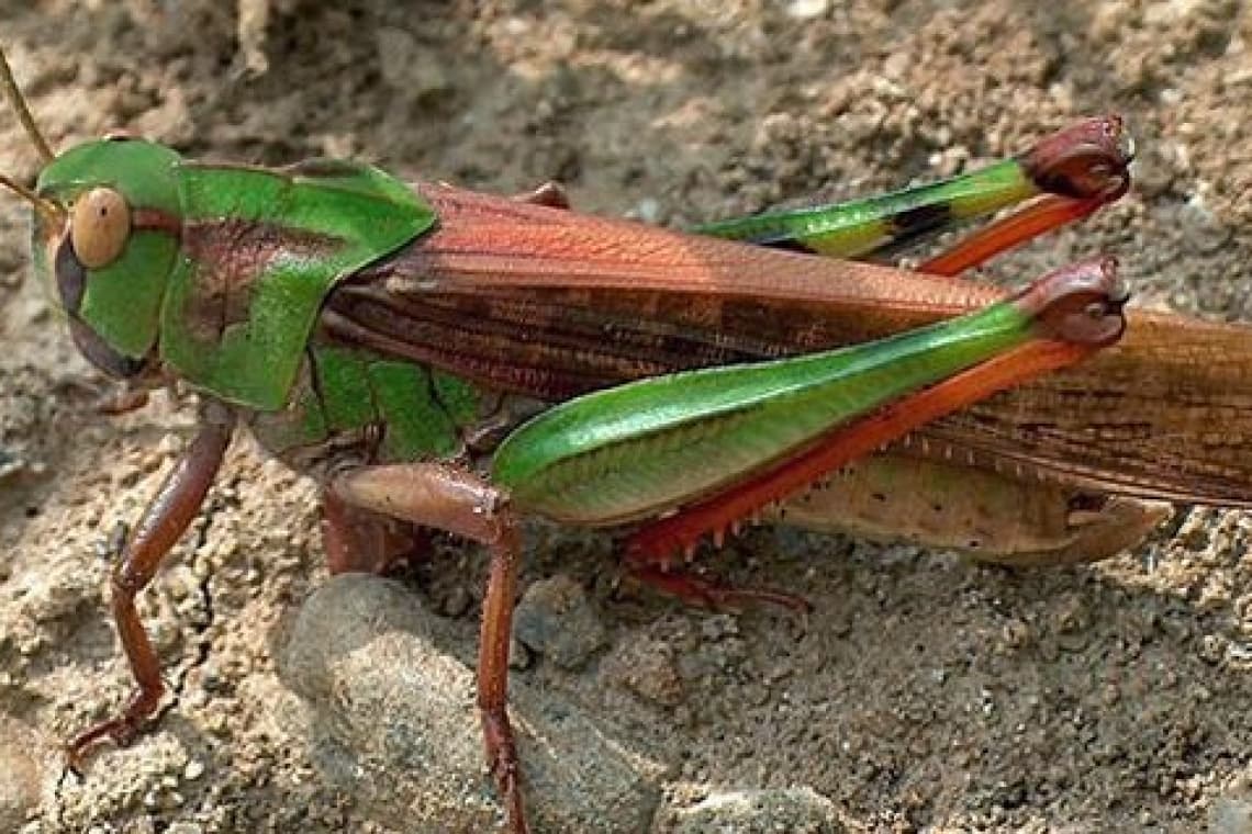 Un nou aliment, autorizat în UE: lăcustele călătoare!