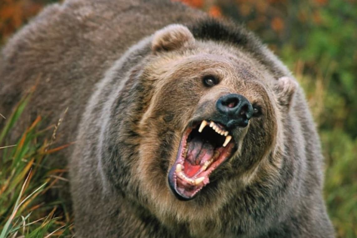 Patru localități prahovene au încheiat "contracte anti-urs" cu același cabinet veterinar. Printre acestea se află și comuna Păulești!