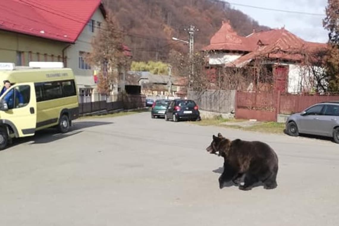Video/ Un urs relocat din județul Buzău a speriat locuitorii din Cerașu. Animalul s-a plimbat pe străzi, dezorientat