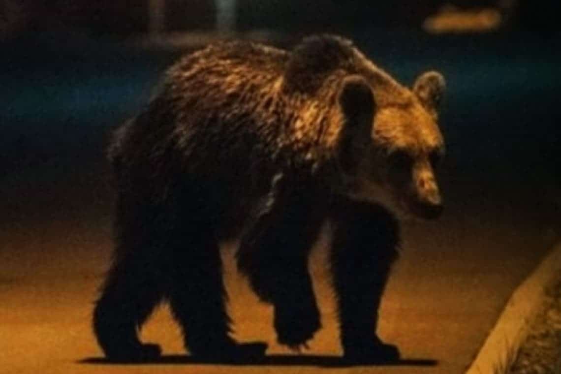 S-a emis mesaj RO-Alert: urs în zona Pelișor din Sinaia