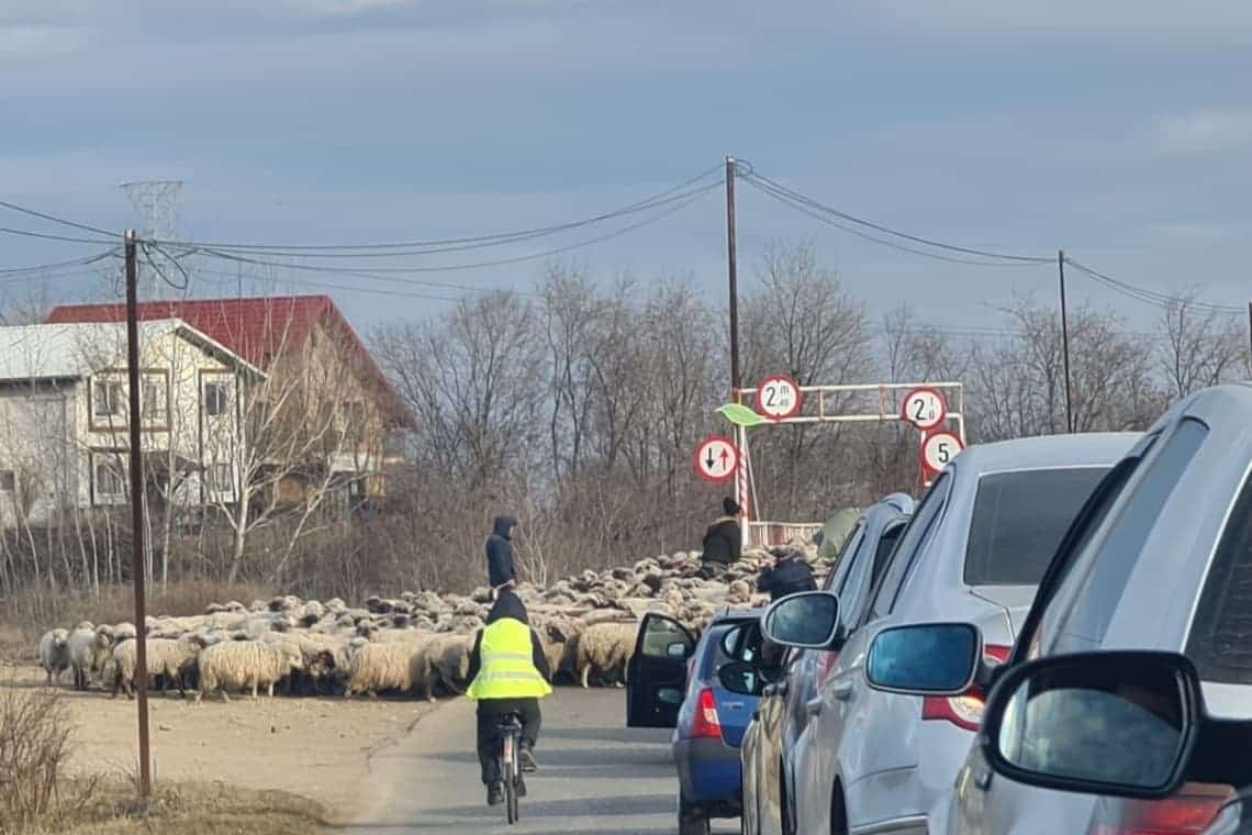 Imaginea zilei din traficul prahovean: zeci de mașini au cedat trecerea unei turme de oi, pe podul de la Pantazi!