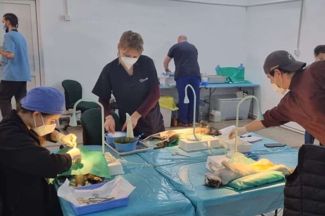 Peste 230 de animale cu sau fără stăpân - câini și pisici - au fost sterilizate gratuit la Câmpina, în numai două zile