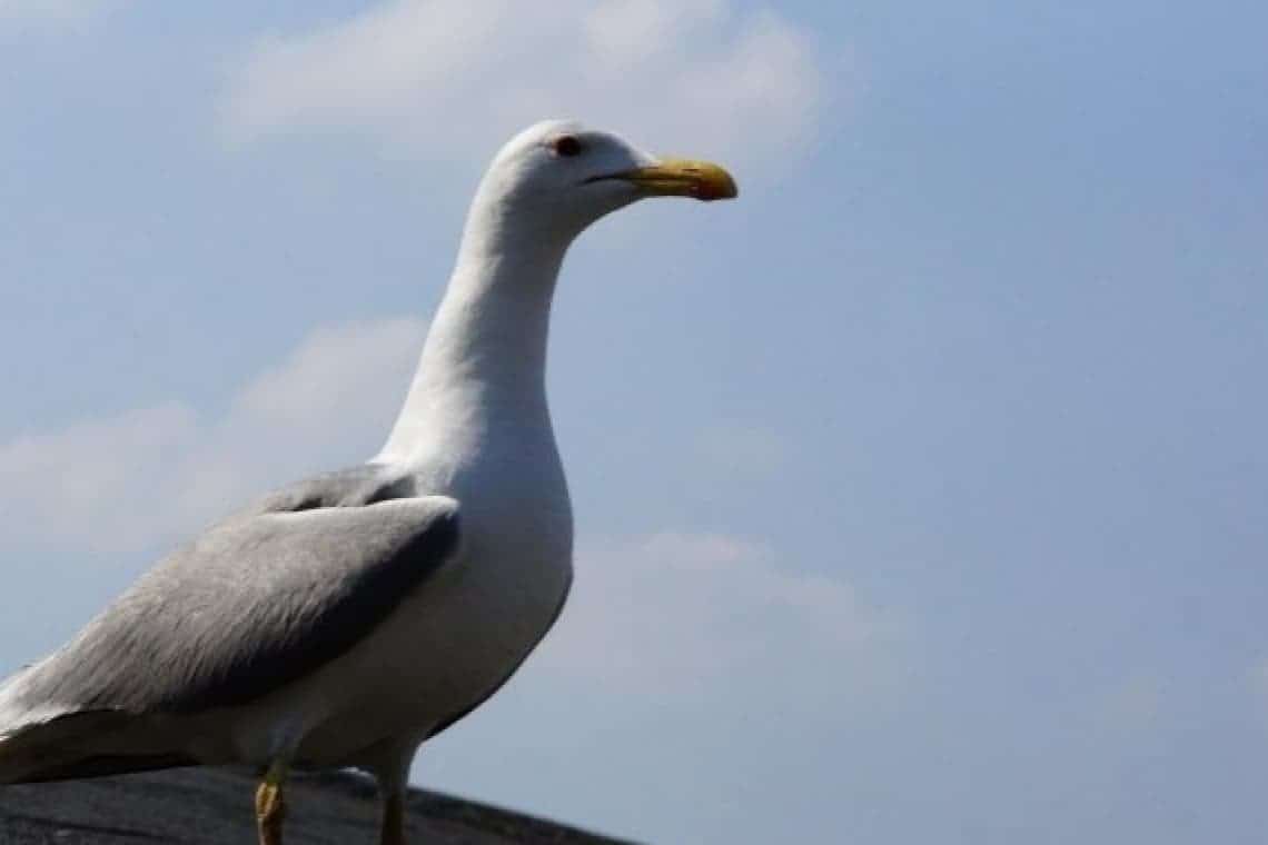 Un pescăruș a rămas blocat într-o antenă, pe un imobil din centrul Ploieștiului. Pompierii intervin pentru salvarea păsării