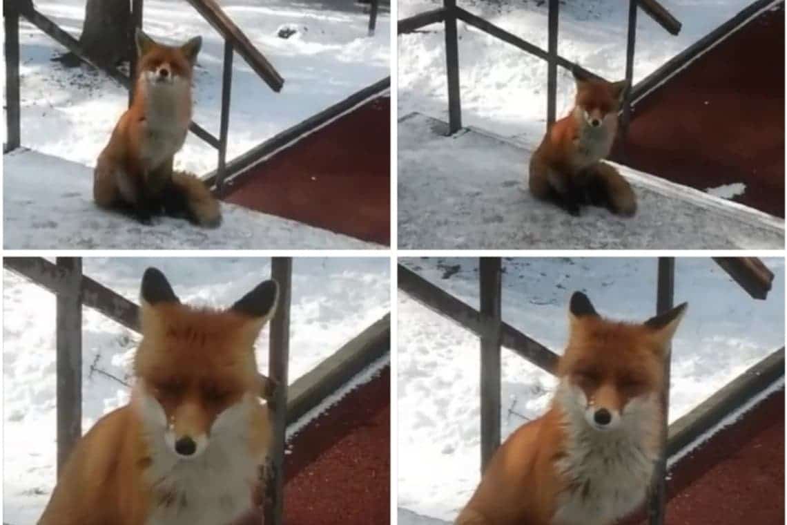 Un vulpoi, în vizită la Muzeul Rezervației Bucegi, din centrul orașului Sinaia