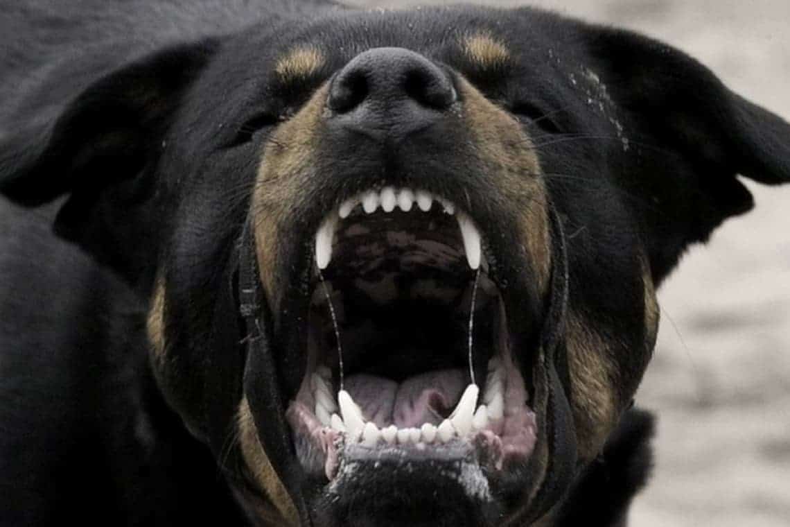 Membrii unei familii din Albești Paleologu, atacați de câinele din propria curte!