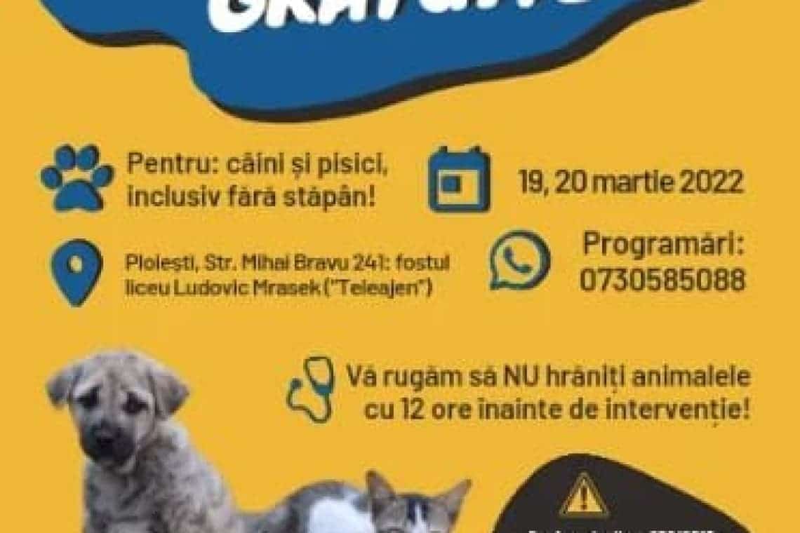 Campanie de sterilizare a câinilor și pisicilor, la Ploiești