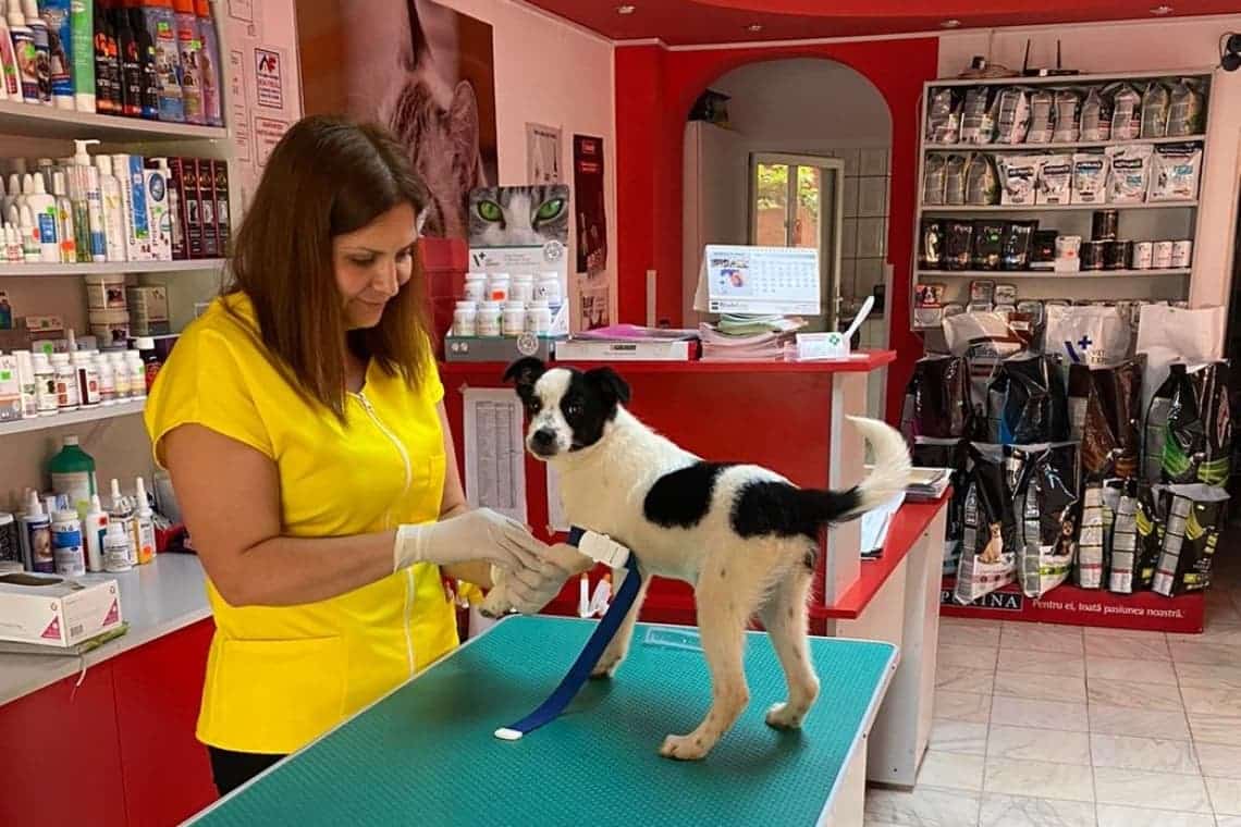 FirstVet Medical - calitate şi promptitudine pentru sănătatea animalului tău!