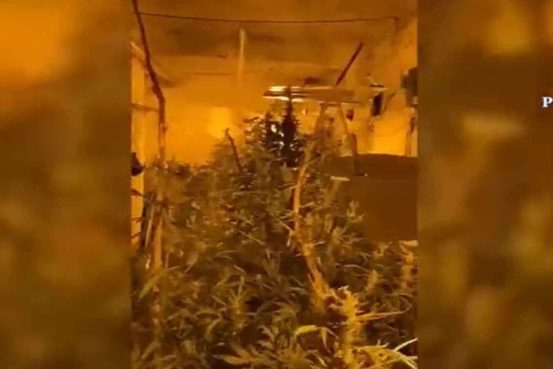 Video/ Cultură de cannabis cu sute de plante, descoperită într-o locuință, în timpul unor percheziții DIICOT!
